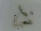 [TodoMarino.com] Nueva llegada de peces e invertebrados