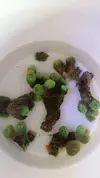 [TodoMarino.com] Vendo esquejes de caulaestrea verde fluor