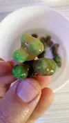 [TodoMarino.com] Vendo esquejes de caulaestrea verde fluor