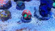[TodoMarino.com] Vendo veliferum tridacna maxima pareja ocellaris black