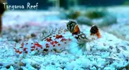 [TodoMarino.com] Nueva sección de Animales en Tangaroa Reef