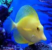 [TodoMarino.com] Nueva sección de Animales en Tangaroa Reef