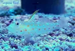 [TodoMarino.com] Nueva sección de Animales en Tangaroa Reef
