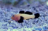 [TodoMarino.com] Nueva sección de Animales en Tangaroa Reef