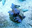 [TodoMarino.com] Nueva sección de Animales en Tangaroa Reef