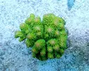 [TodoMarino.com] Nueva sección de Animales en Tangaroa Reef