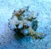 [TodoMarino.com] Nueva sección de Animales en Tangaroa Reef