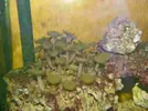 [TodoMarino.com] VENDO ROCA VIVA y ARENA por desmonte 600 litros. BIZKAIA y envios, pref. en mano