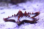 [TodoMarino.com] Vendo estrella de mar, Bcn