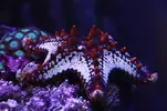 [TodoMarino.com] Vendo estrella de mar, Bcn