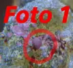 [TodoMarino.com] Que es esto?