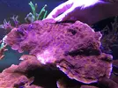 [TodoMarino.com] MONTIPORA PLATO NARANJA XXL -  VENDIDA !!