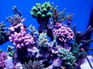 [TodoMarino.com] Carbón activo Aquaforest