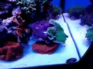 [TodoMarino.com] Carbón activo Aquaforest