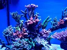 [TodoMarino.com] Carbón activo Aquaforest