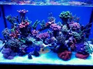 [TodoMarino.com] Carbón activo Aquaforest