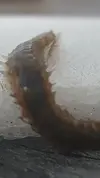 [TodoMarino.com] Una de gusanitos