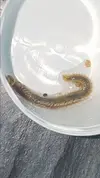 [TodoMarino.com] Una de gusanitos