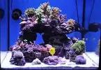 [TodoMarino.com] Os presento mi nano reef