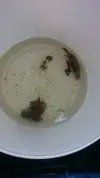 [TodoMarino.com] Regalo tres peces
