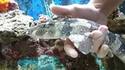 [TodoMarino.com] Nuevo en marino, y deseo un tiburón.
