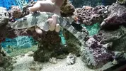 [TodoMarino.com] Nuevo en marino, y deseo un tiburón.