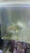 [TodoMarino.com] Euphillya glabescens desprendida