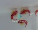 [TodoMarino.com] Nuevo Stock en Tienda!!