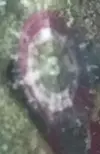 [TodoMarino.com] que caracol es este?
