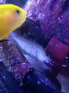 [TodoMarino.com] Cría de gobiodon okinawae