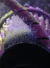 [TodoMarino.com] Cría de gobiodon okinawae