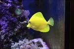[TodoMarino.com] VENDO  peces