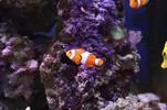 [TodoMarino.com] VENDO  peces