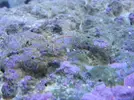 [TodoMarino.com] Empezando en el marino
