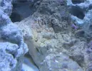 [TodoMarino.com] Empezando en el marino