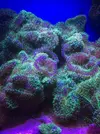 [TodoMarino.com] Vendo Rhodactis