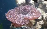 [TodoMarino.com] Duda en coral
