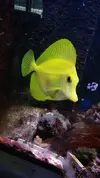 [TodoMarino.com] VENDO Zebrasoma Flavescens