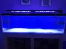 [TodoMarino.com] Azulón Reef 375 litros
