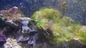 [TodoMarino.com] Algas varias en acuario ciclado