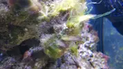 [TodoMarino.com] Algas varias en acuario ciclado