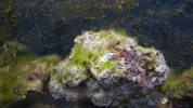 [TodoMarino.com] Algas varias en acuario ciclado