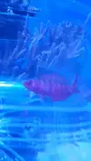 [TodoMarino.com] Paracheilinus cyaneus