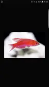 [TodoMarino.com] Paracheilinus cyaneus
