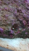 [TodoMarino.com] Empezando en el marino
