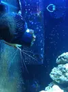 [TodoMarino.com] Vendo Acuario Completo 240 Litros