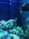 [TodoMarino.com] Vendo Acuario Completo 240 Litros