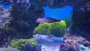 [TodoMarino.com] Reseteo de KalyReef