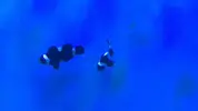 [TodoMarino.com] Reseteo de KalyReef