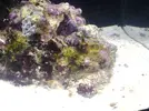 [TodoMarino.com] alga verde